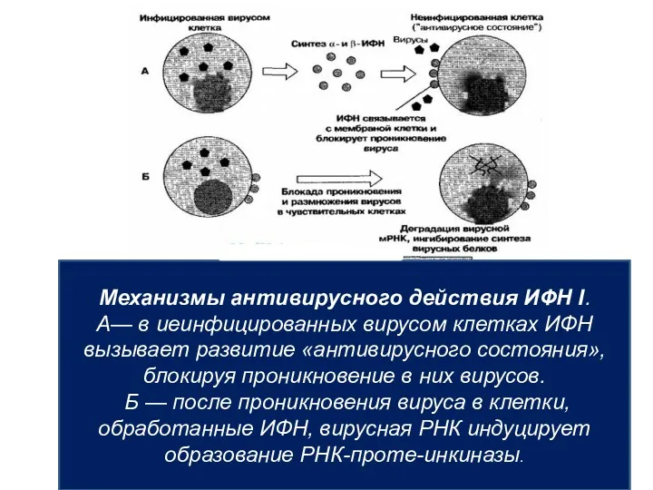 Механизмы антивирусного действия ИФН I. A— в иеинфицированных вирусом клетках