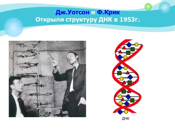 Дж.Уотсон и Ф.Крик Открыли структуру ДНК в 1953г.