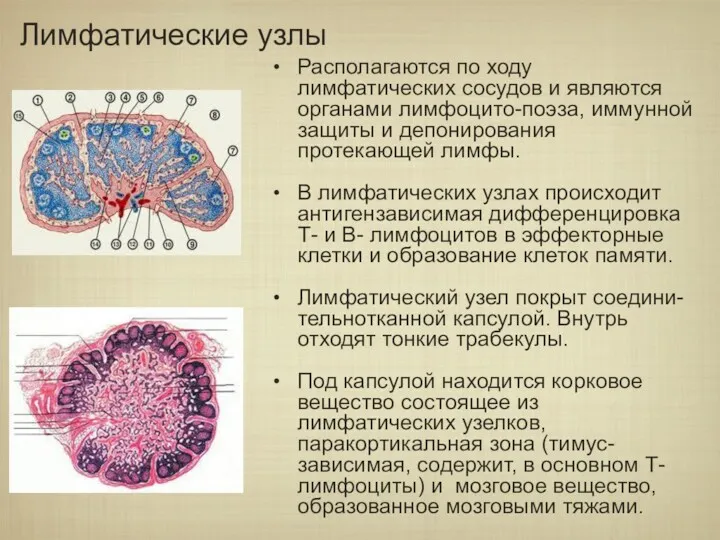 Располагаются по ходу лимфатических сосудов и являются органами лимфоцито-поэза, иммунной