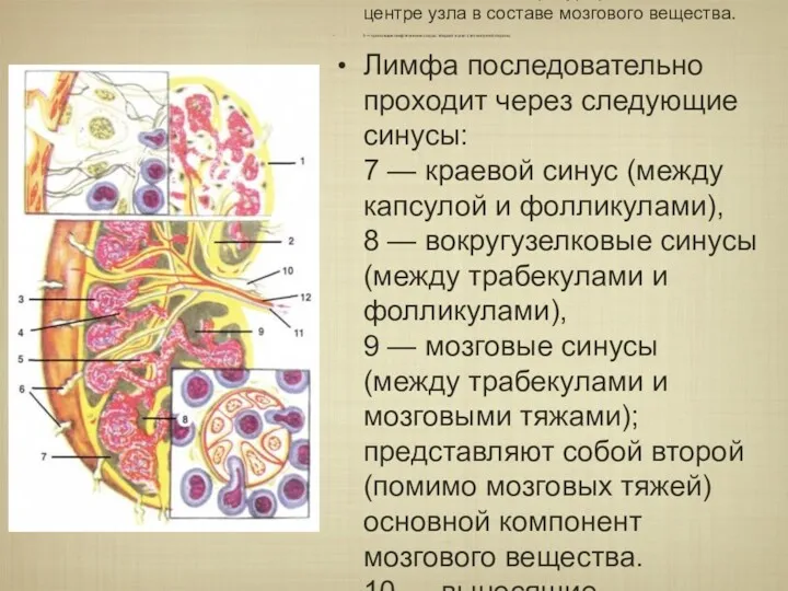 1 — капсула лимфоузла и отходящие от нее 2 —