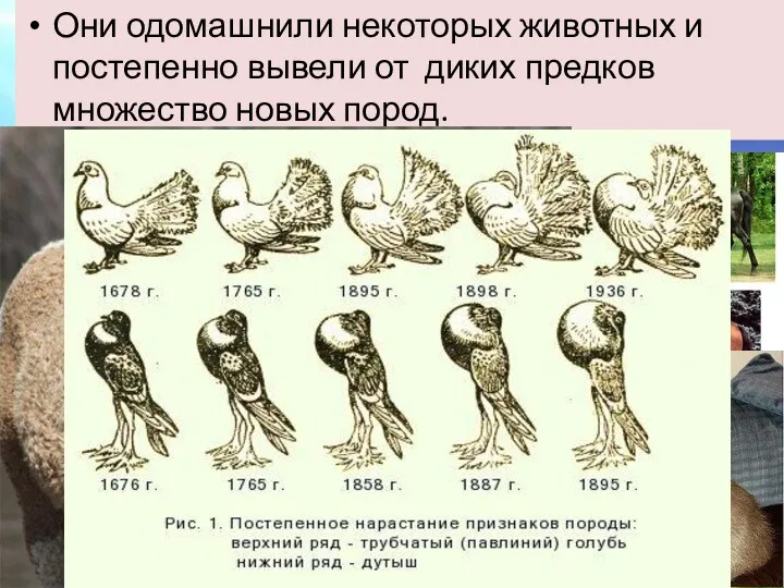 Они одомашнили некоторых животных и постепенно вывели от диких предков множество новых пород.