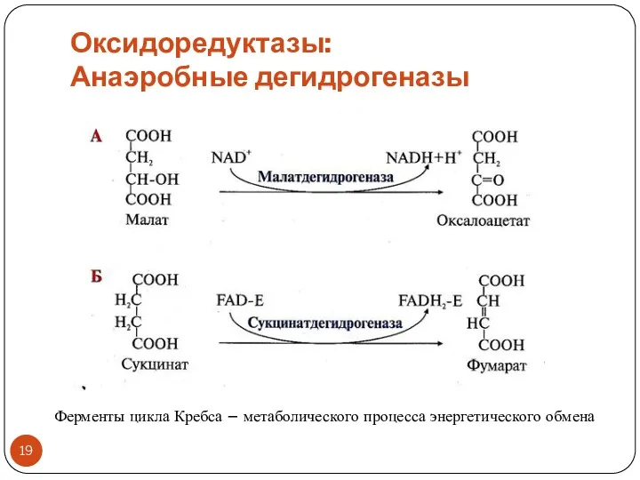 Оксидоредуктазы: Анаэробные дегидрогеназы Ферменты цикла Кребса – метаболического процесса энергетического обмена