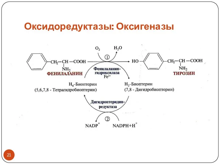 Оксидоредуктазы: Оксигеназы