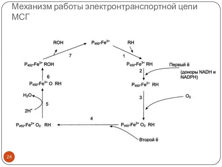 Механизм работы электронтранспортной цепи МСГ