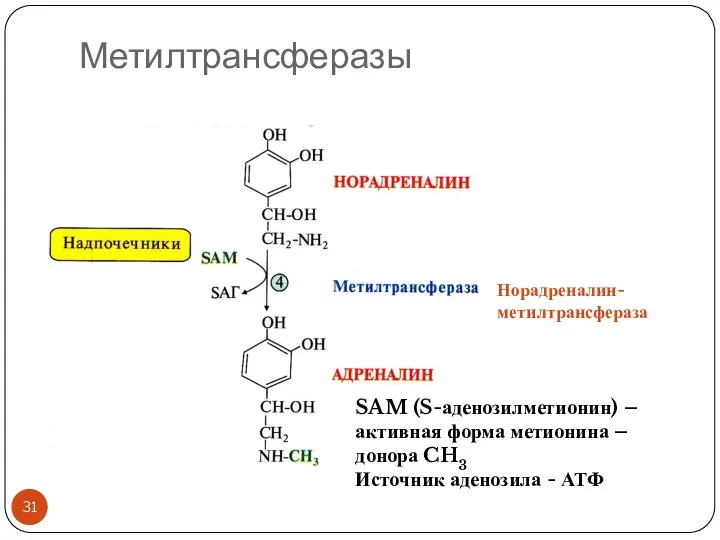 Метилтрансферазы SAM (S-аденозилметионин) – активная форма метионина – донора CH3 Источник аденозила - АТФ Норадреналин-метилтрансфераза