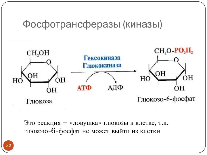 Фосфотрансферазы (киназы) Это реакция – «ловушка» глюкозы в клетке, т.к. глюкозо-6-фосфат не может выйти из клетки