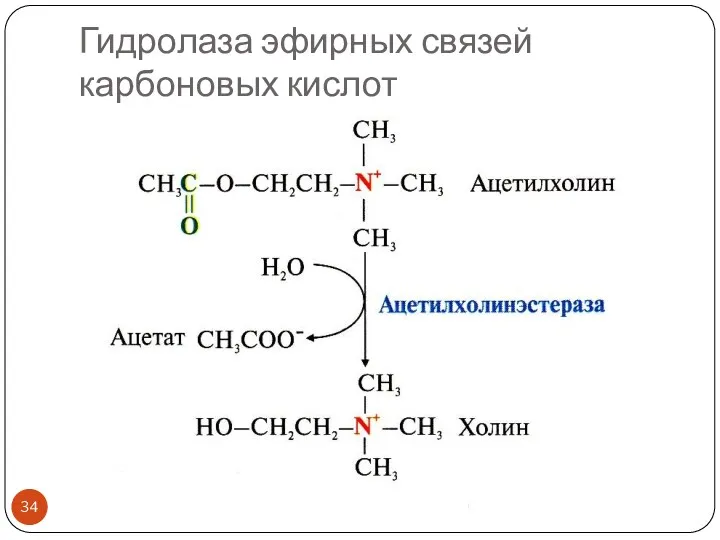 Гидролаза эфирных связей карбоновых кислот