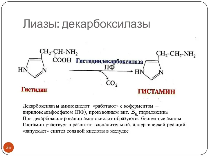 Лиазы: декарбоксилазы Декарбоксилазы аминокислот «работают» с коферментом – пиридоксальфосфатом (ПФ),