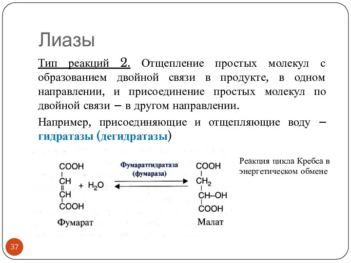 Лиазы Тип реакций 2. Отщепление простых молекул с образованием двойной