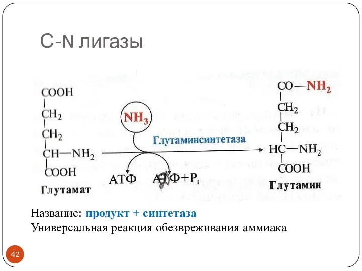 С-N лигазы Название: продукт + синтетаза Универсальная реакция обезвреживания аммиака