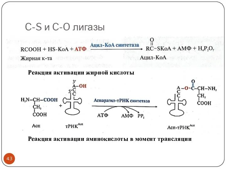 C-S и C-O лигазы Реакция активации жирной кислоты Реакция активации аминокислоты в момент трансляции