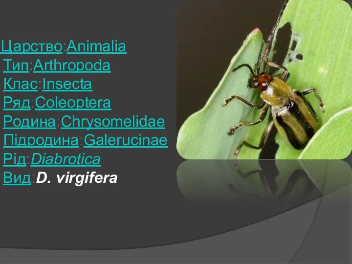 Царство:Animalia Тип:Arthropoda Клас:Insecta Ряд:Coleoptera Родина:Chrysomelidae Підродина:Galerucinae Рід:Diabrotica Вид:D. virgifera