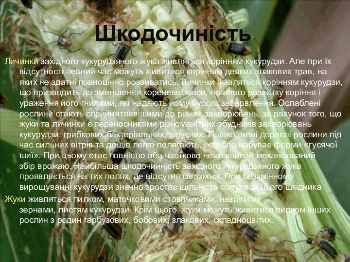 Шкодочиність Личинки західного кукурудзяного жука живляться корінням кукурудзи. Але при їх відсутності певний