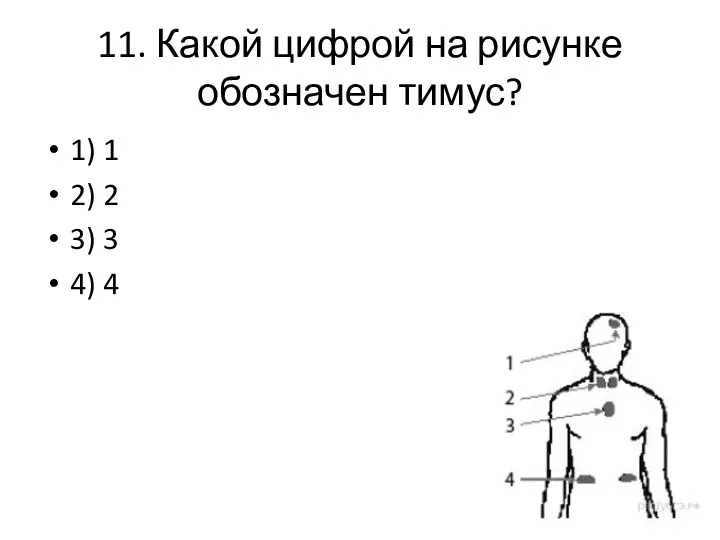 11. Какой цифрой на рисунке обозначен тимус? 1) 1 2) 2 3) 3 4) 4