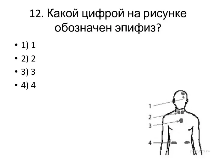 12. Какой цифрой на рисунке обозначен эпифиз? 1) 1 2) 2 3) 3 4) 4