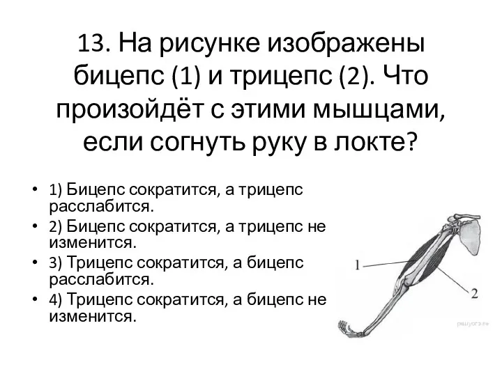 13. На рисунке изображены бицепс (1) и трицепс (2). Что