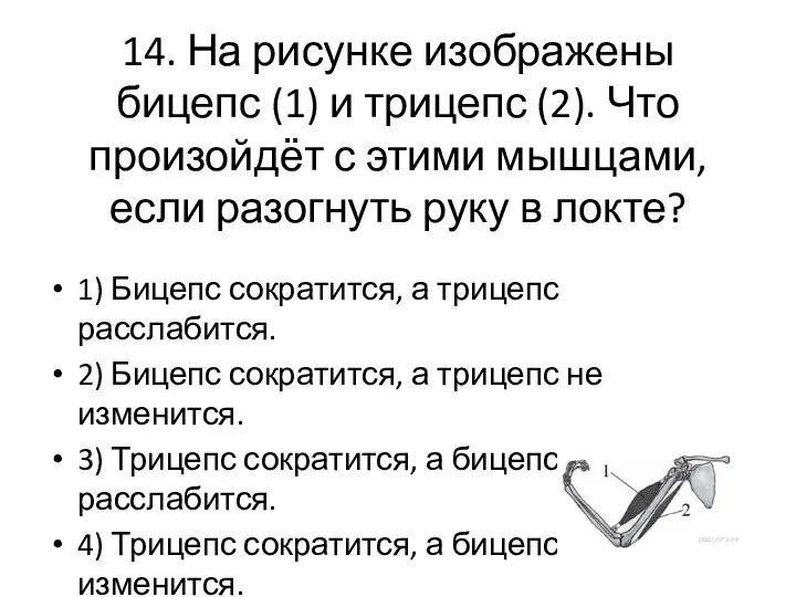 14. На рисунке изображены бицепс (1) и трицепс (2). Что