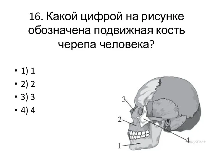 16. Какой цифрой на рисунке обозначена подвижная кость черепа человека?