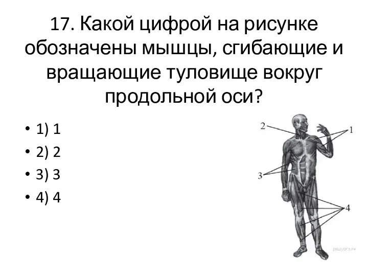 17. Какой цифрой на рисунке обозначены мышцы, сгибающие и вращающие