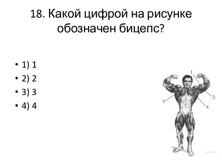 18. Какой цифрой на рисунке обозначен бицепс? 1) 1 2) 2 3) 3 4) 4