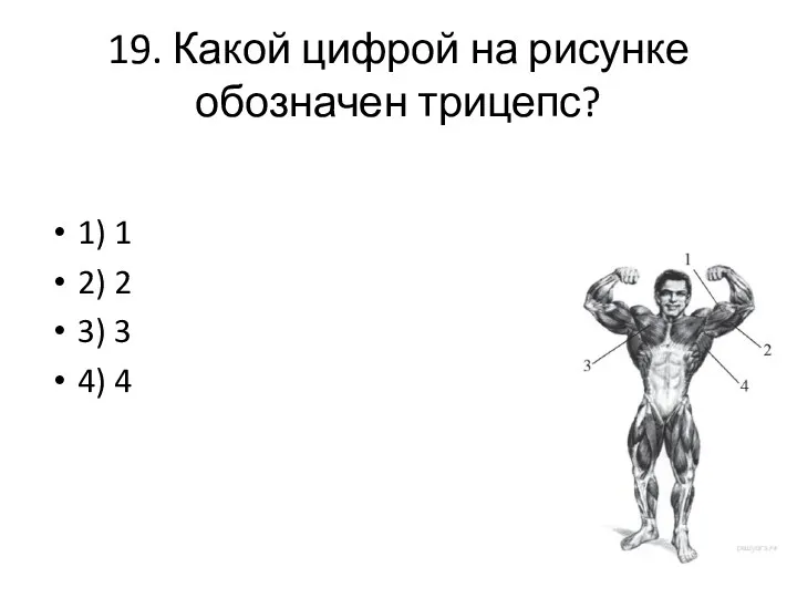 19. Какой цифрой на рисунке обозначен трицепс? 1) 1 2) 2 3) 3 4) 4