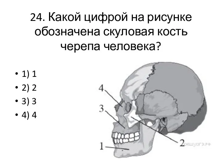 24. Какой цифрой на рисунке обозначена скуловая кость черепа человека? 1) 1 2)