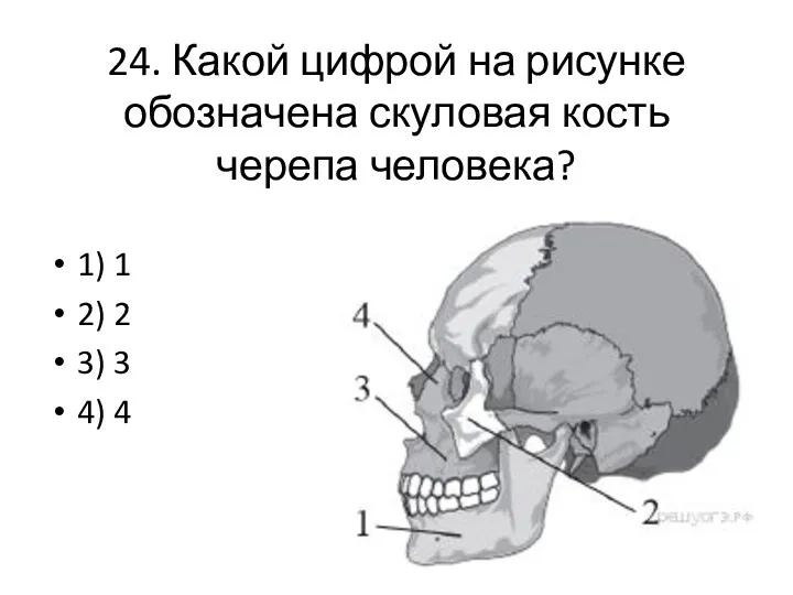 24. Какой цифрой на рисунке обозначена скуловая кость черепа человека?