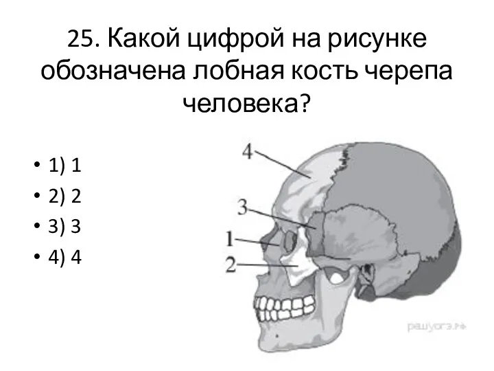 25. Какой цифрой на рисунке обозначена лобная кость черепа человека? 1) 1 2)