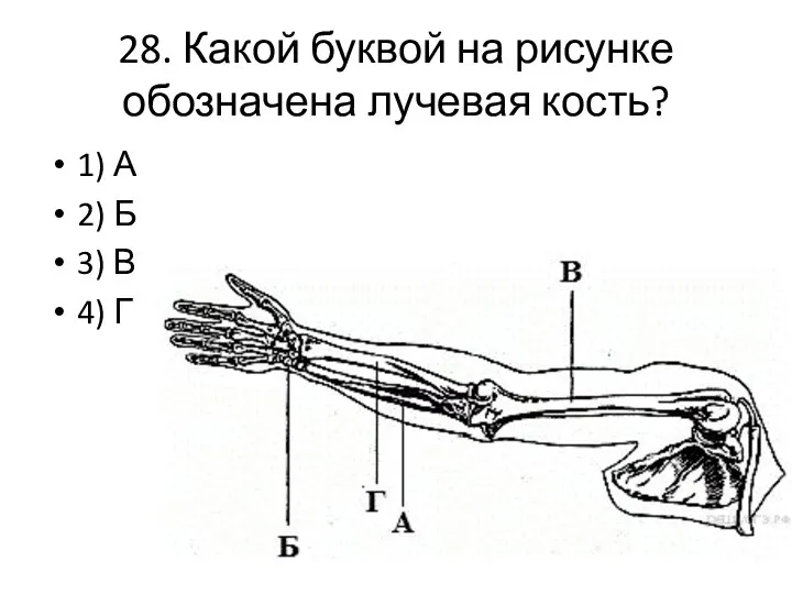 28. Какой буквой на рисунке обозначена лучевая кость? 1) А 2) Б 3) В 4) Г