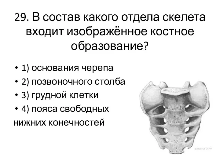 29. В состав какого отдела скелета входит изображённое костное образование? 1) основания черепа