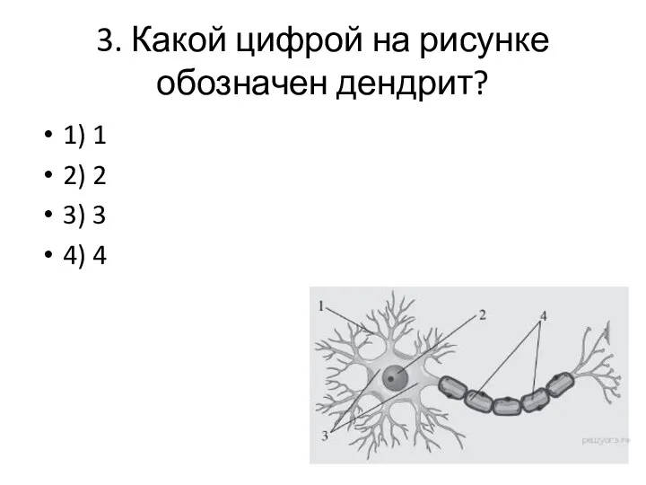 3. Какой цифрой на рисунке обозначен дендрит? 1) 1 2) 2 3) 3 4) 4