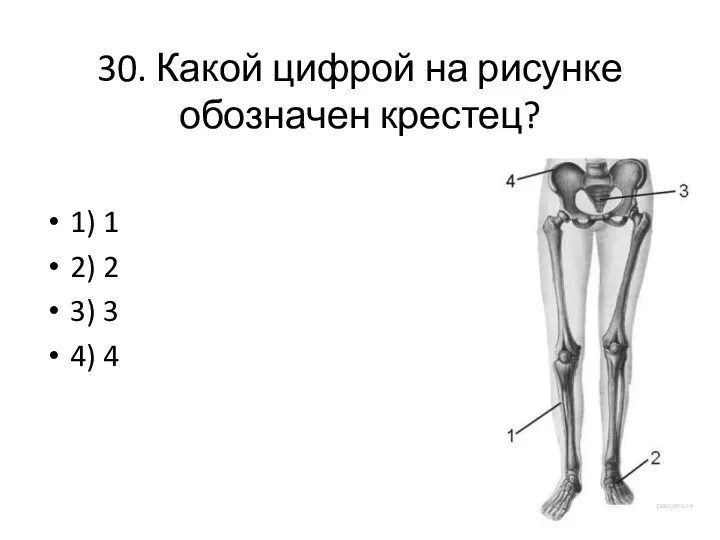 30. Какой цифрой на рисунке обозначен крестец? 1) 1 2) 2 3) 3 4) 4