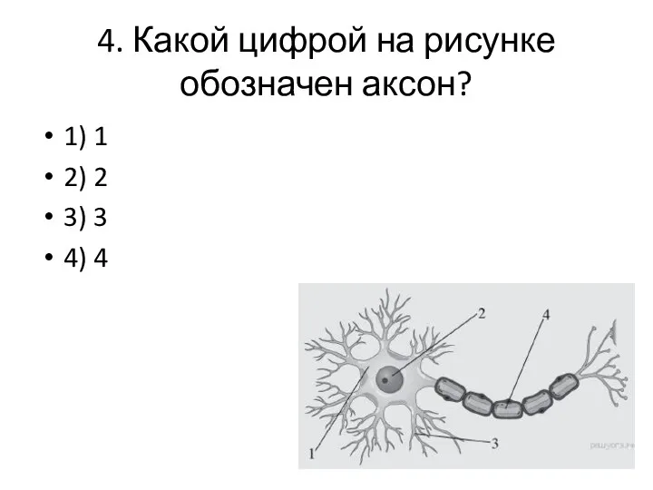 4. Какой цифрой на рисунке обозначен аксон? 1) 1 2) 2 3) 3 4) 4