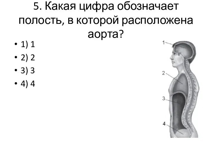 5. Какая цифра обозначает полость, в которой расположена аорта? 1)