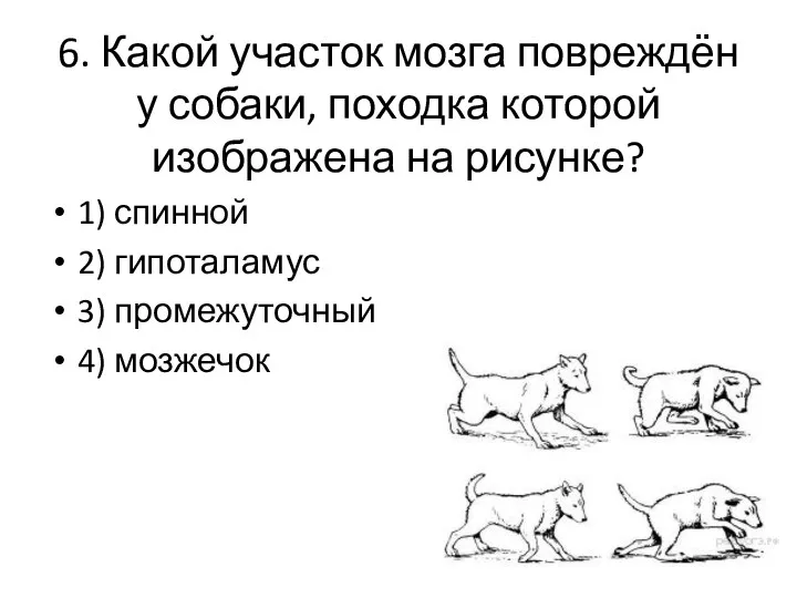 6. Какой участок мозга повреждён у собаки, походка которой изображена на рисунке? 1)