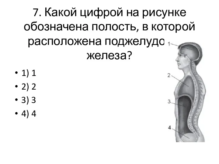 7. Какой цифрой на рисун­ке обозначена полость, в которой расположена поджелудочная железа? 1)