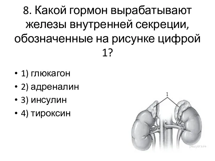 8. Какой гормон вырабатывают железы внутренней секреции, обозначенные на рисунке