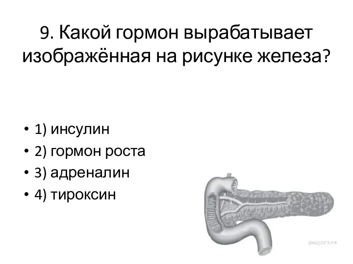 9. Какой гормон вырабатывает изображённая на рисунке железа? 1) инсулин