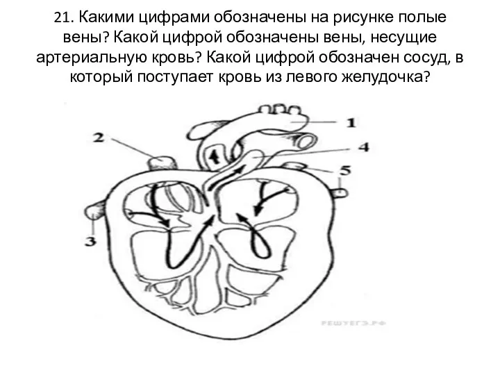 21. Какими цифрами обозначены на рисунке полые вены? Какой цифрой