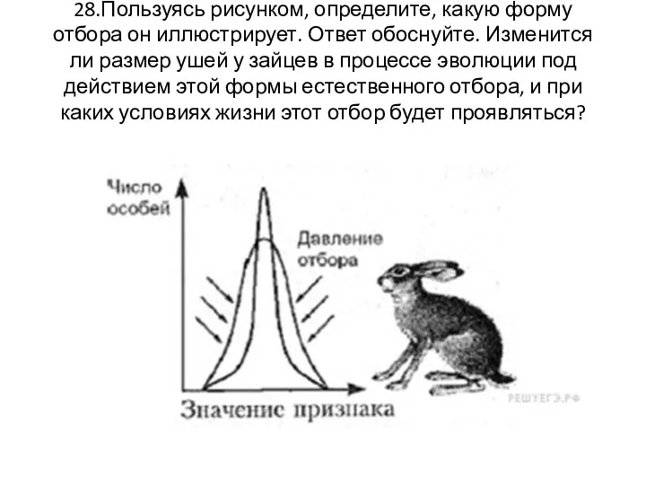 28.Пользуясь рисунком, определите, какую форму отбора он иллюстрирует. Ответ обоснуйте.