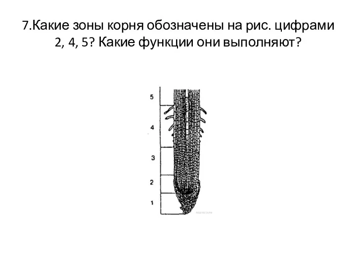 7.Какие зоны корня обозначены на рис. цифрами 2, 4, 5? Какие функции они выполняют?