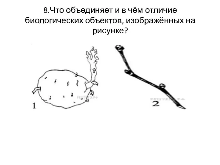 8.Что объединяет и в чём отличие биологических объектов, изображённых на рисунке?