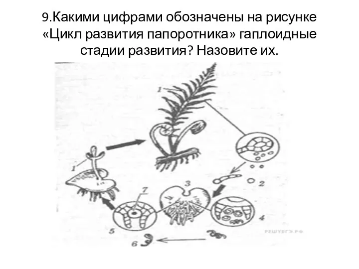 9.Какими цифрами обозначены на рисунке «Цикл развития папоротника» гаплоидные стадии развития? Назовите их.