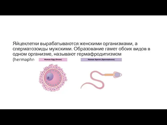 Яйцеклетки вырабатываются женскими организмами, а сперматозоиды мужскими. Образование гамет обоих
