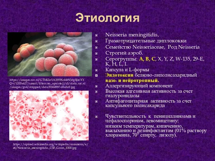 Этиология Neisseria meningitidis, Грамотрицательные диплококки Семейство Neisseriaceae, Род Neisseria Строгий аэроб. Серогруппы: A,
