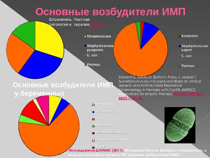 Основные возбудители ИМП Штрюмпель. Частная патология и терапия, 1907 г.