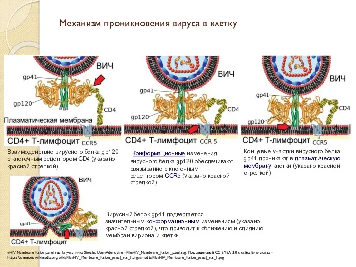 Механизм проникновения вируса в клетку «HIV Membrane fusion panel rus 1» участника Sirozha,