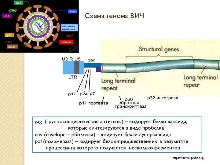 Схема генома ВИЧ https://ru.wikipedia.org/ gag (группоспецифические антигены) – кодирует белки капсида, которые синтезируются