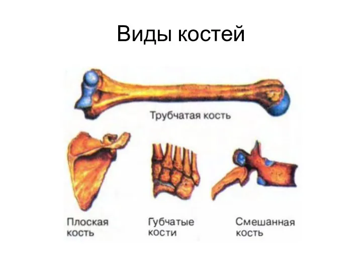 Виды костей