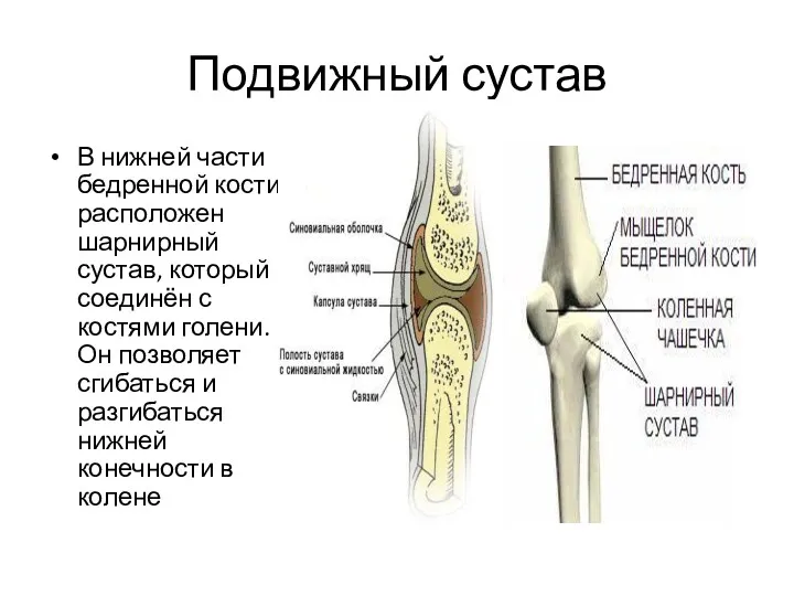 Подвижный сустав В нижней части бедренной кости расположен шарнирный сустав, который соединён с